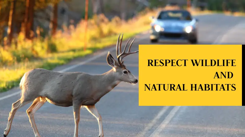 Respect Wildlife and Natural Habitats